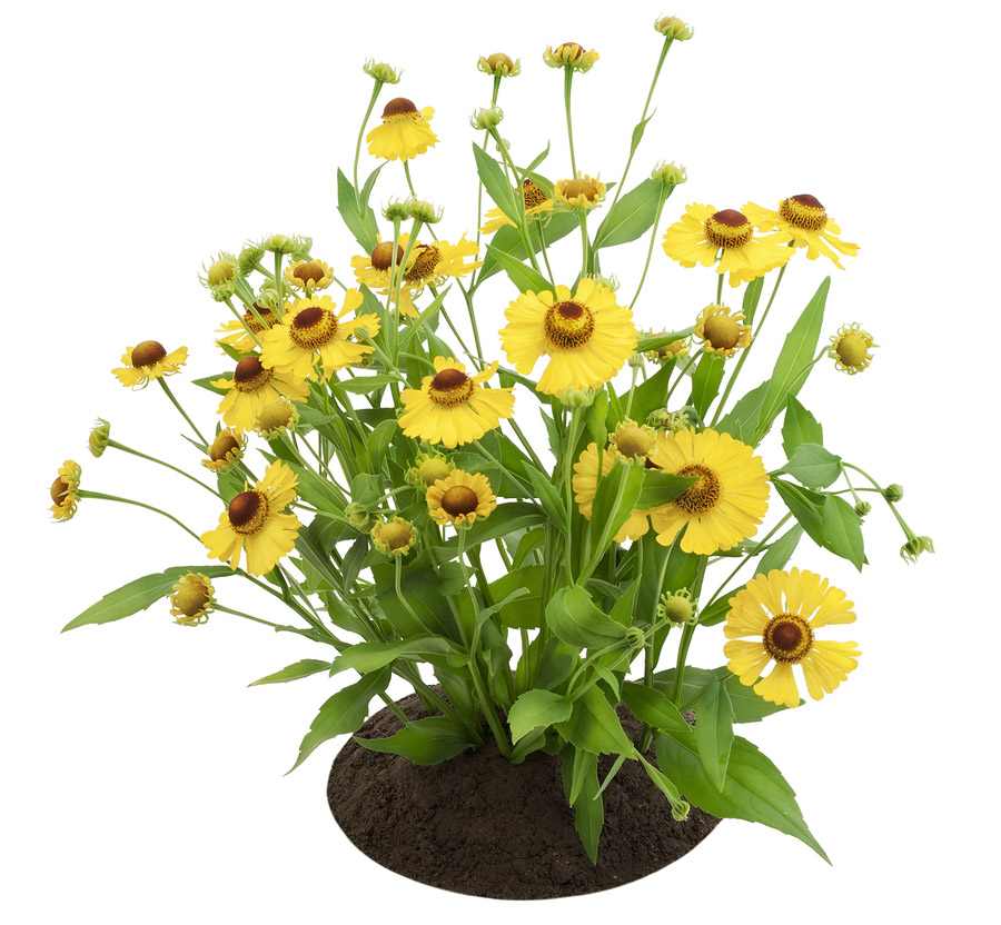 Coreopsis flowering perennial