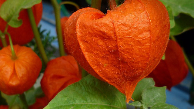 Preparing garden for fall