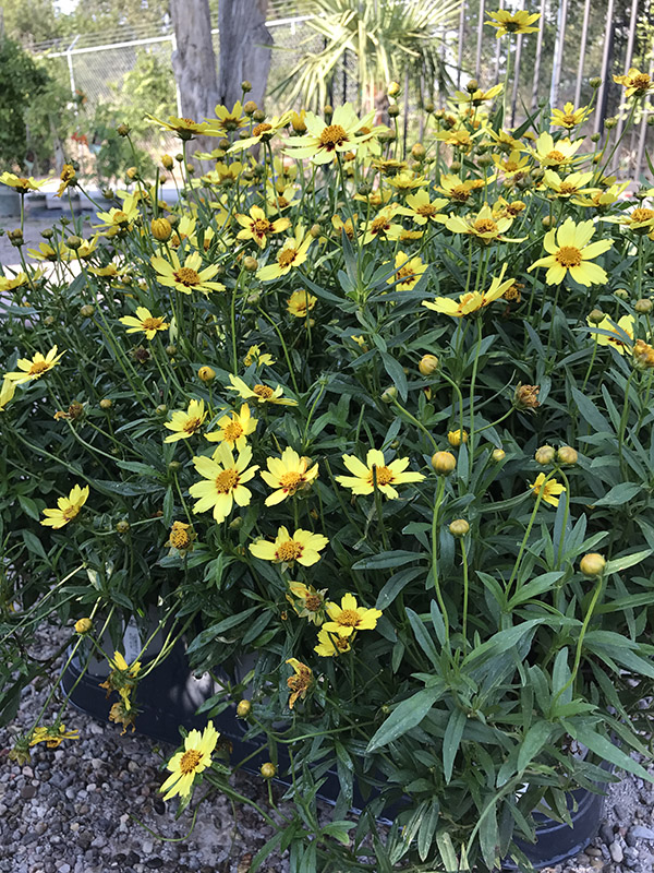 Coreopsis flowering perennial