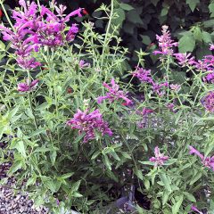 hyssop-sonoran