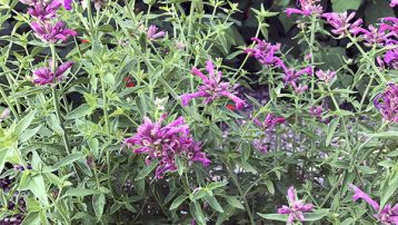 hyssop-sonoran