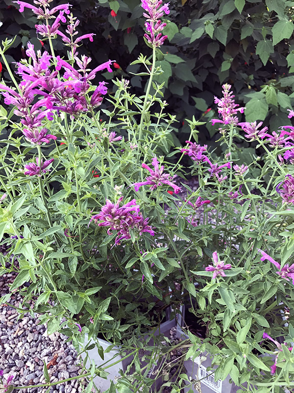 hyssop-sonoran