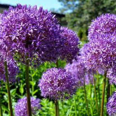 Preparing garden for fall