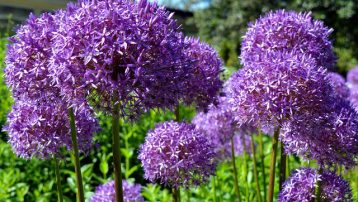 Preparing garden for fall