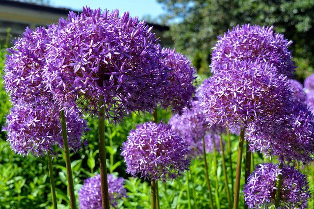 Preparing garden for fall