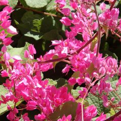 coral-vine-closeup