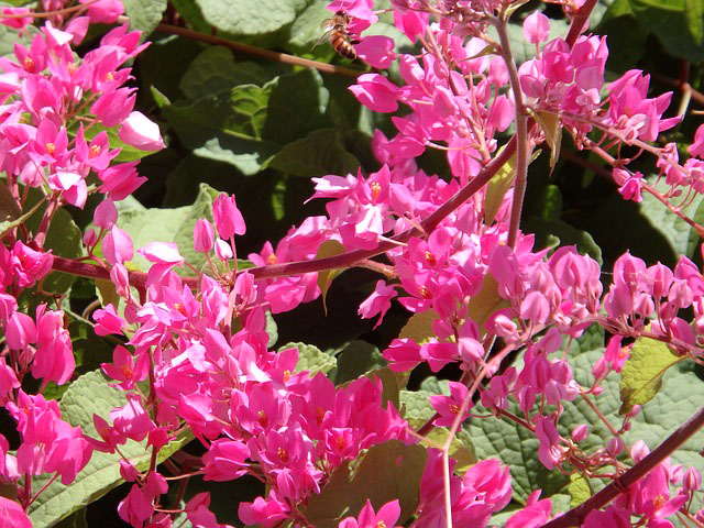 coral-vine-closeup