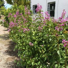 lilac-shrub