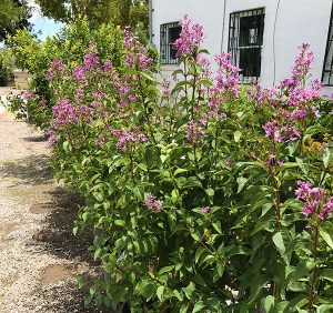 Lilac plants attract bees