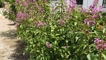 lilac-shrub