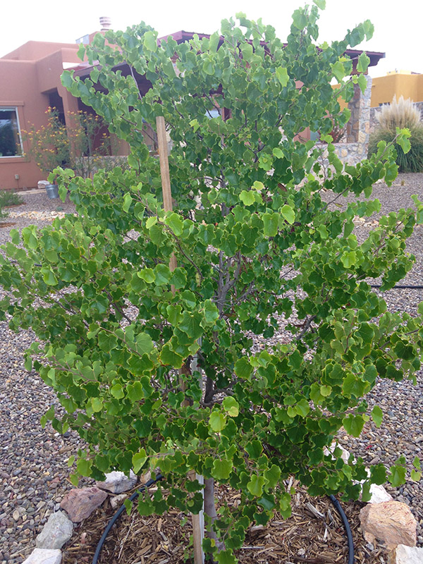 The Redbud Trees