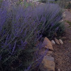 How to grow Russian sage