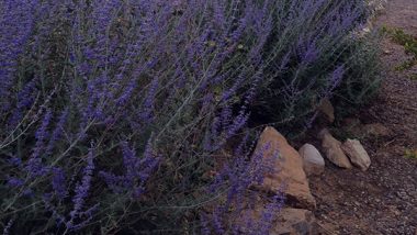 How to grow Russian sage