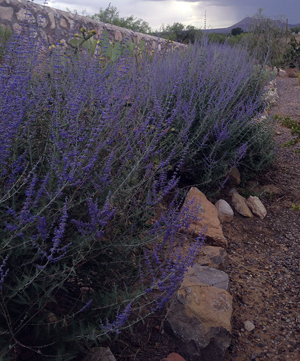 Plants for the Southwest