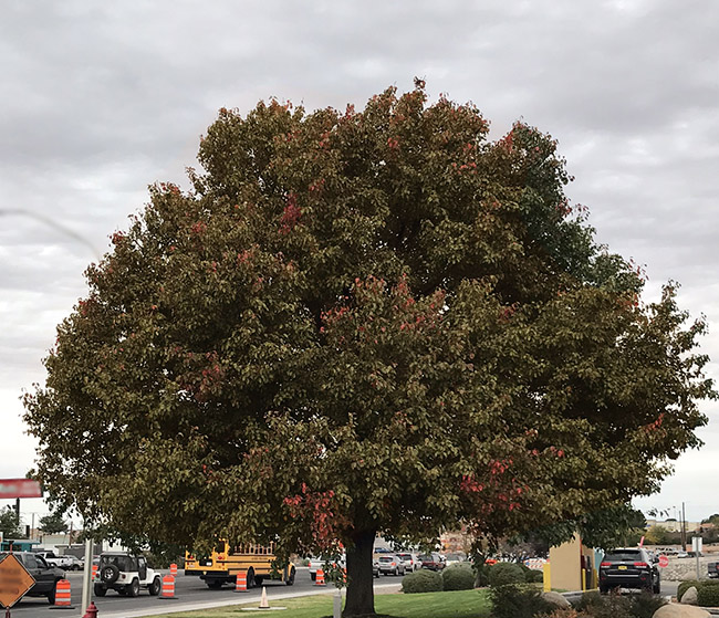 Fall Landscape Color