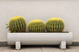 Cactus barrel in a pot