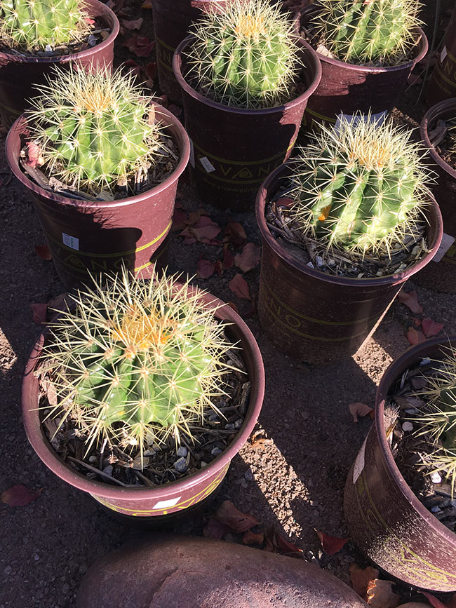 Small Desert Plants