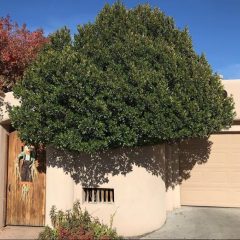 Carolina Laurel Tree