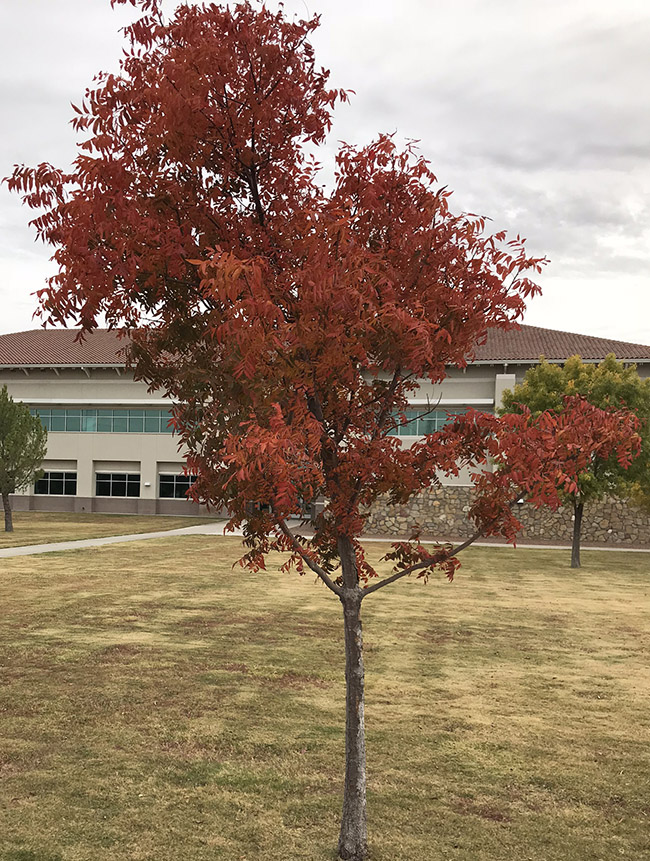 Fall Landscape Color