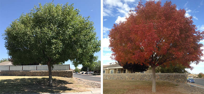 Southwest Trees