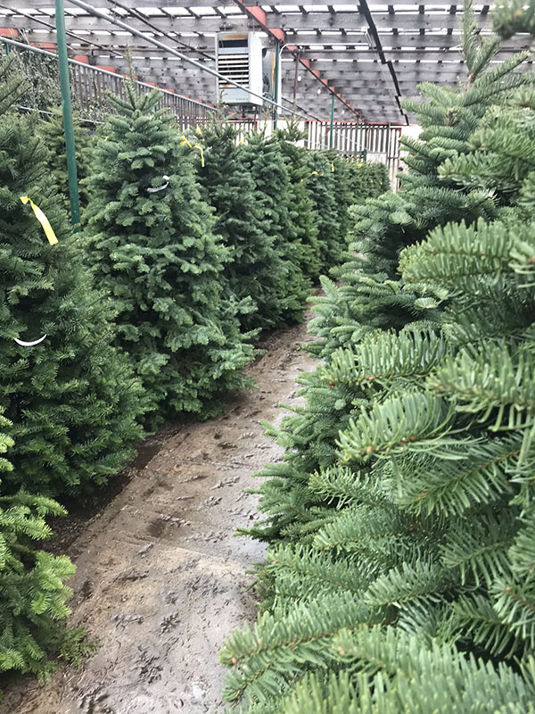 Christmas trees in las cruces