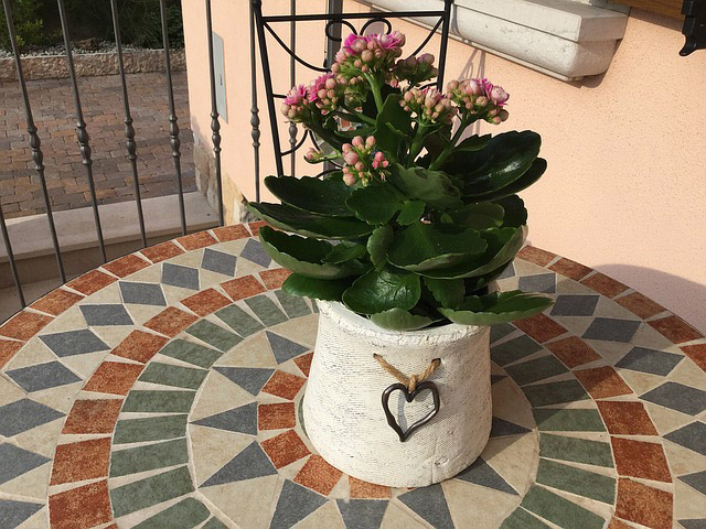 The Kalanchoe Plant