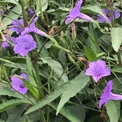 mexican-petunia-close