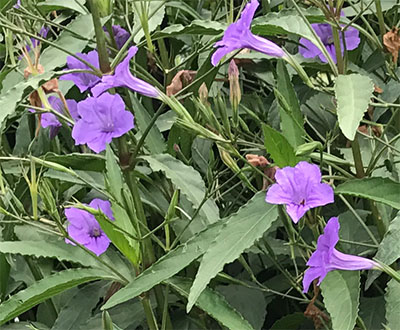 mexican-petunia-close