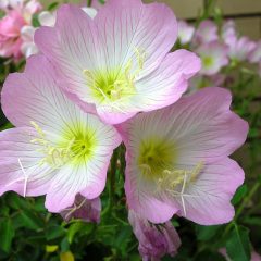 Flowering Primrose Image by Beverly Buckley from Pixabay