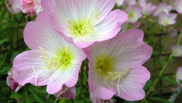 Flowering Primrose Image by Beverly Buckley from Pixabay