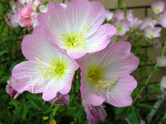 Flowering Primrose Image by Beverly Buckley from Pixabay