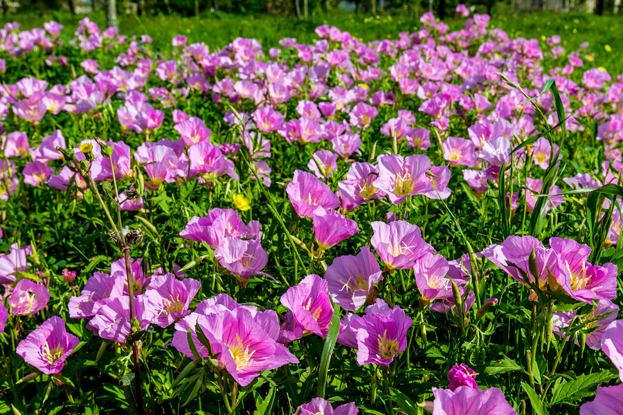 Mexican Primrose