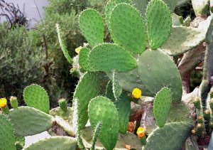 prickly pear cactus