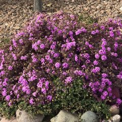 purple-verbena-plant