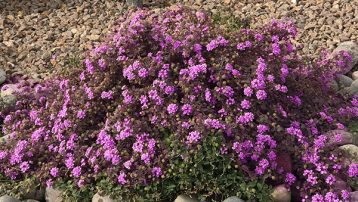 purple-verbena-plant