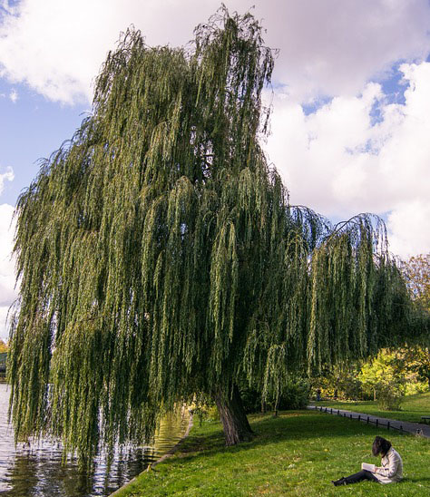 Weeping Willow Landscape