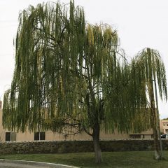 weeping-willow1