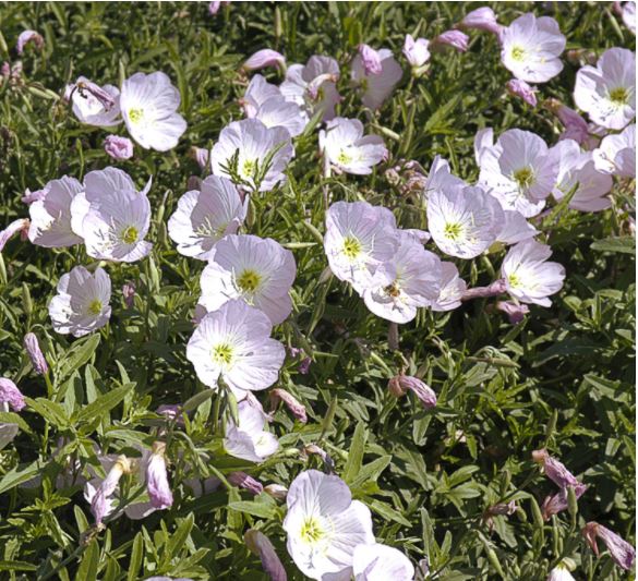 Mexican Primrose