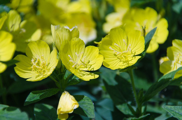 Yellow Primrose