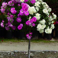 patio tree roses