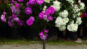 patio tree roses