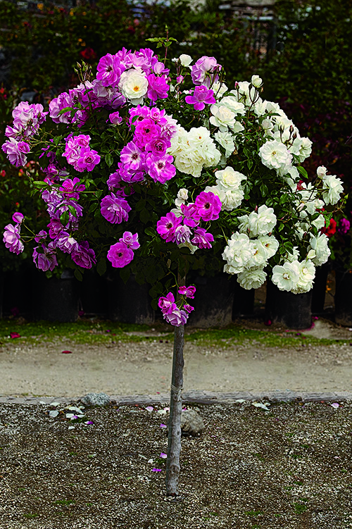 patio tree roses