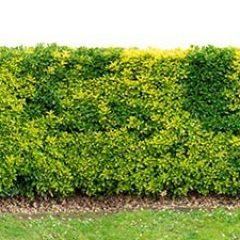 Variegated golden euonymus japonicus or evergreen