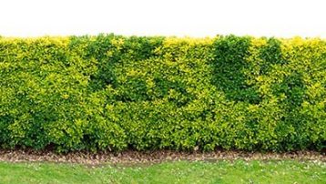 Variegated golden euonymus japonicus or evergreen