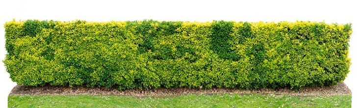 Variegated golden euonymus japonicus or evergreen