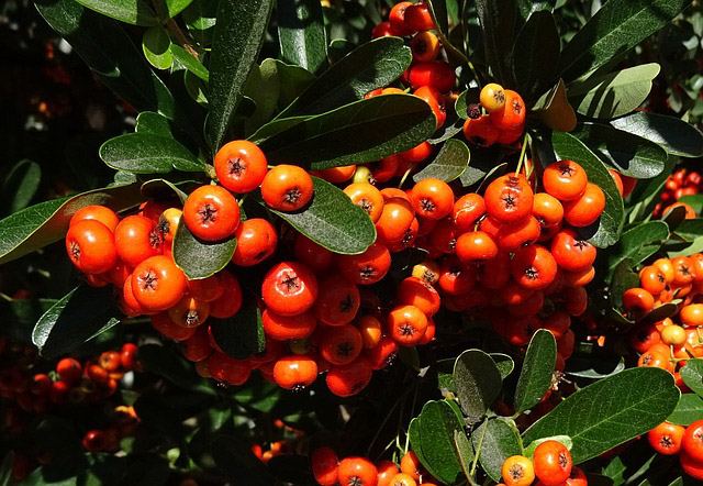 Pyracantha Berries