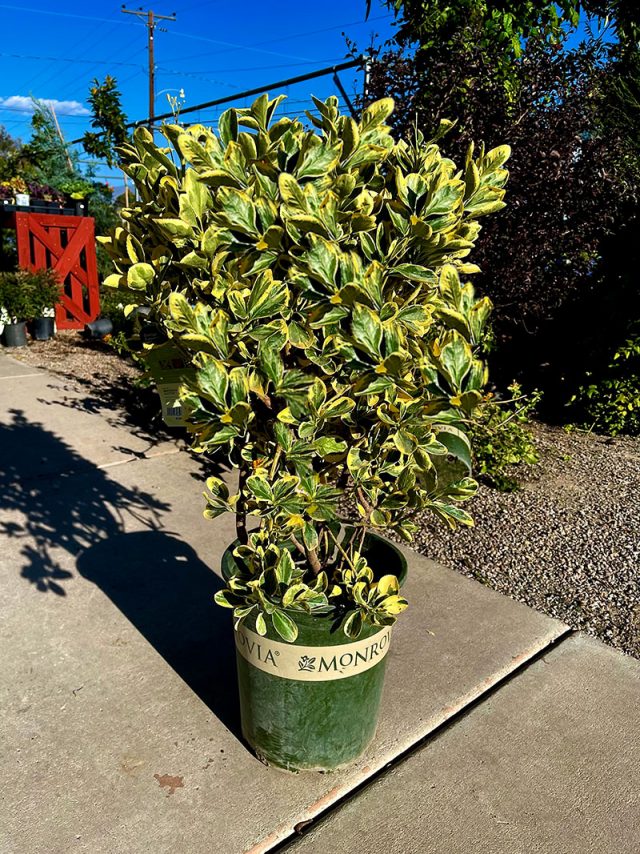 The Chollipo Euonymus 