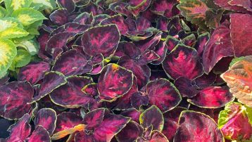 coleus-at-store1