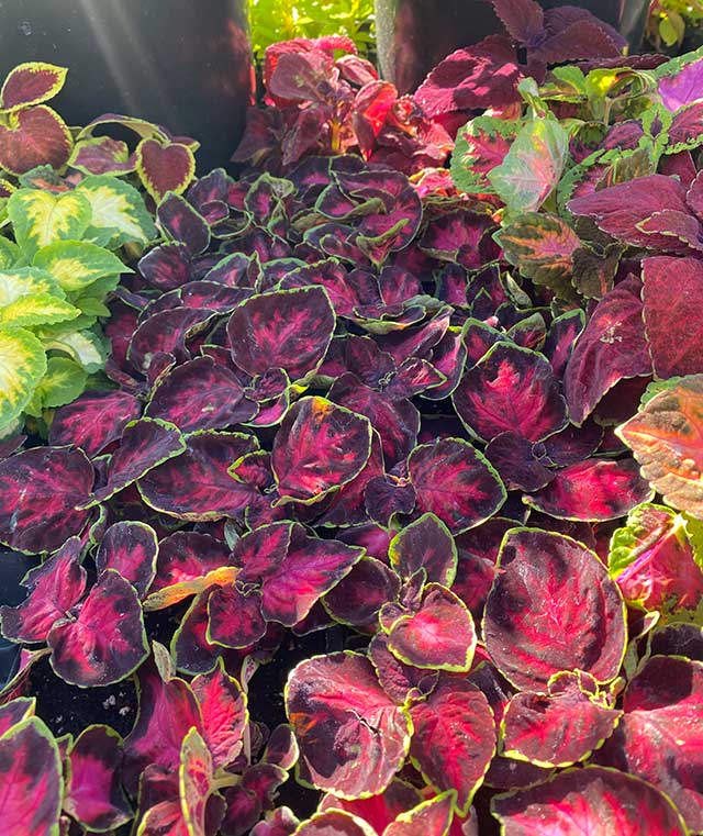 coleus-at-store1