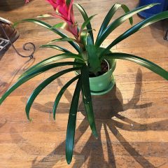 Bromeliad Care